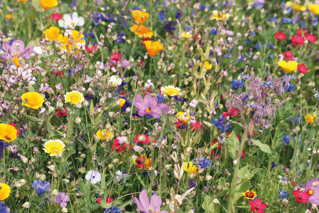 FLOMIX Pressed Peat Disc with Mixed Flower Seeds