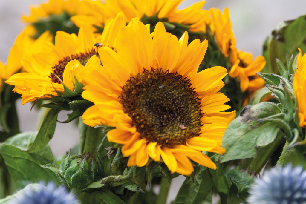 Girasol Sunflower Seeds in Branded Craft Envelope