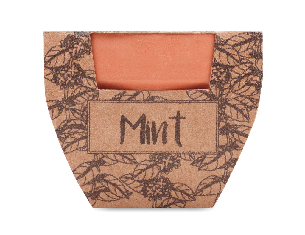 Mint Pot Terracotta Planter with Seeds