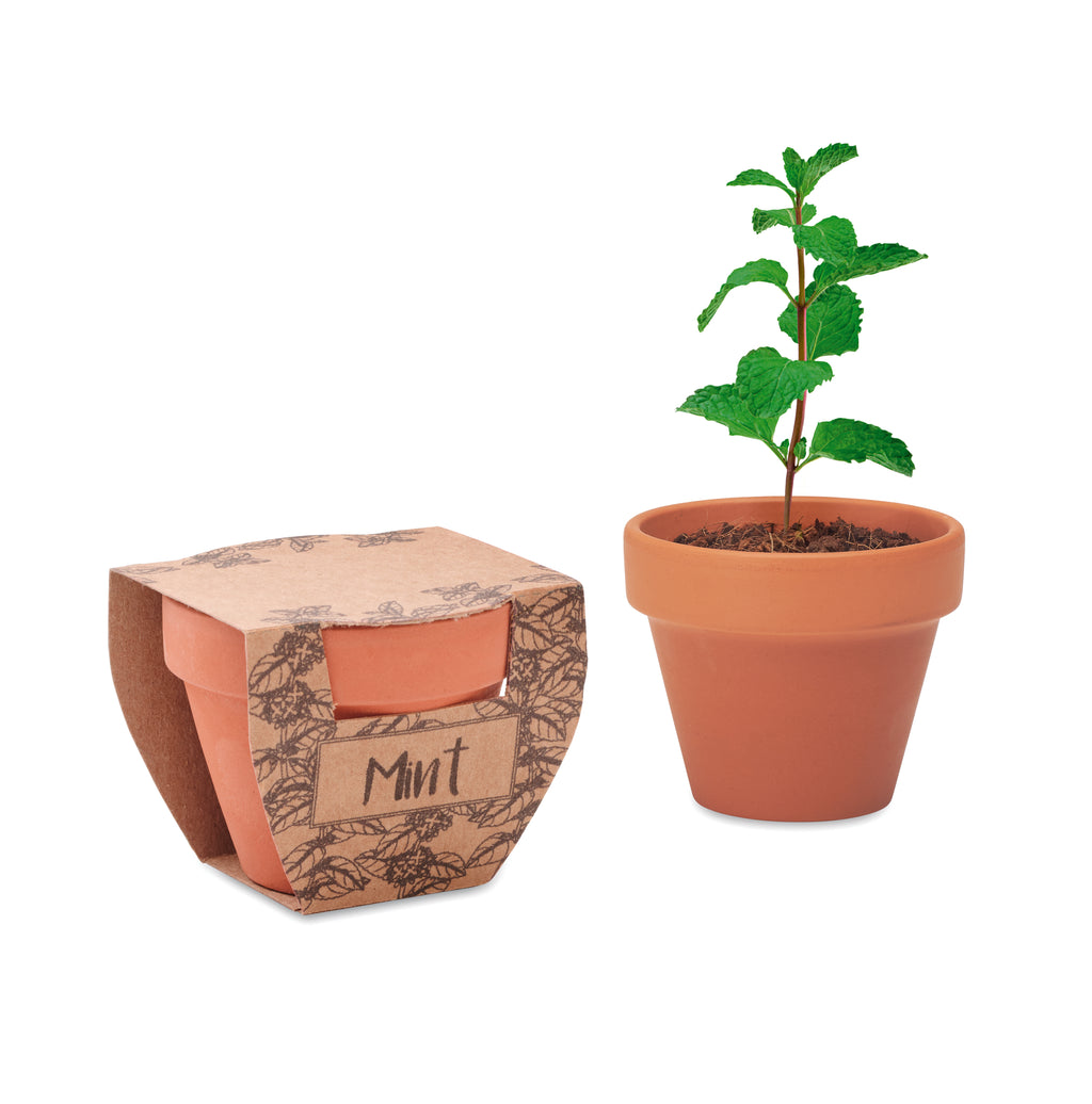 Mint Pot Terracotta Planter with Seeds