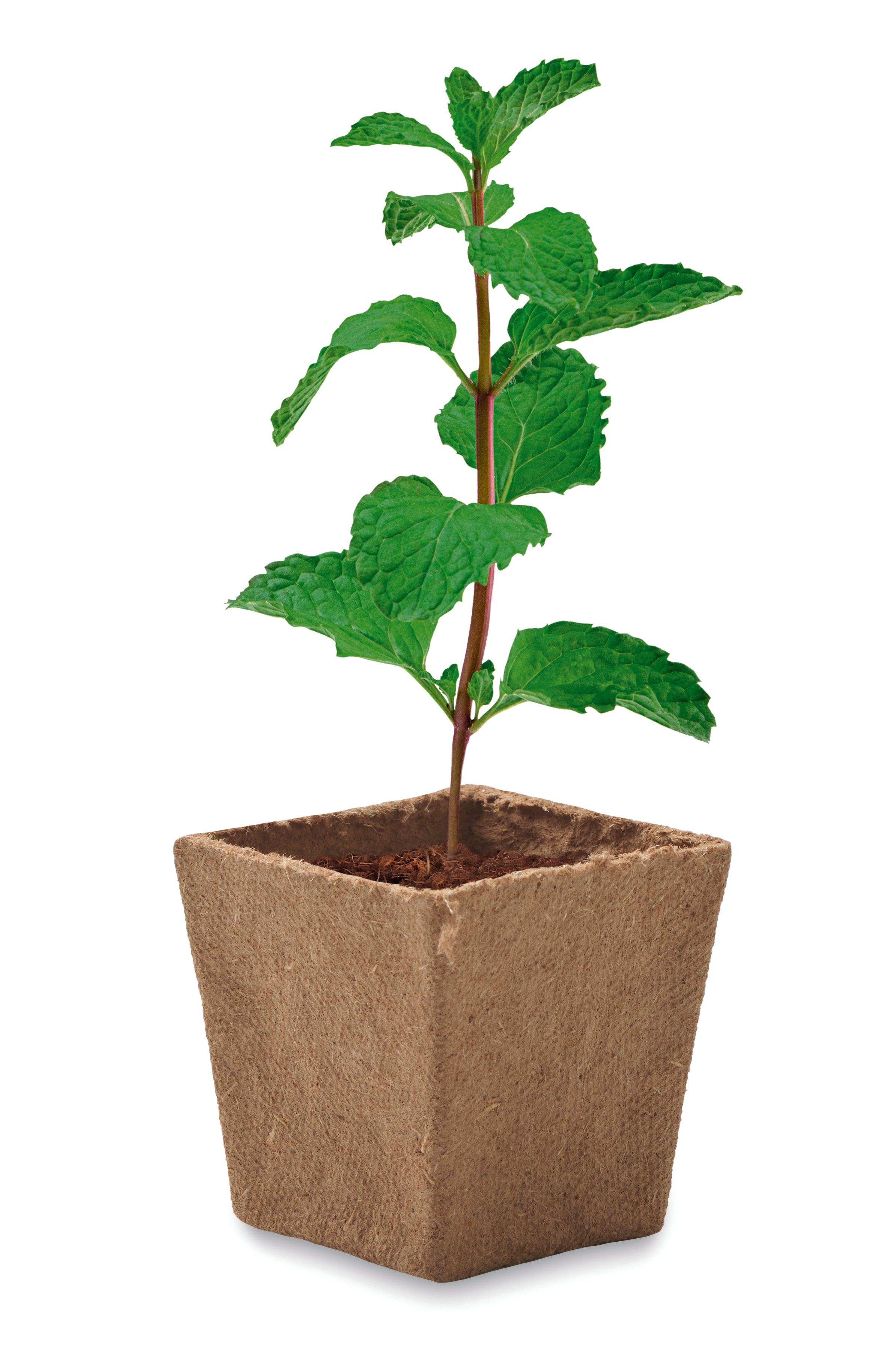 Mint Kit Biodegradable Growing Pot with Seeds