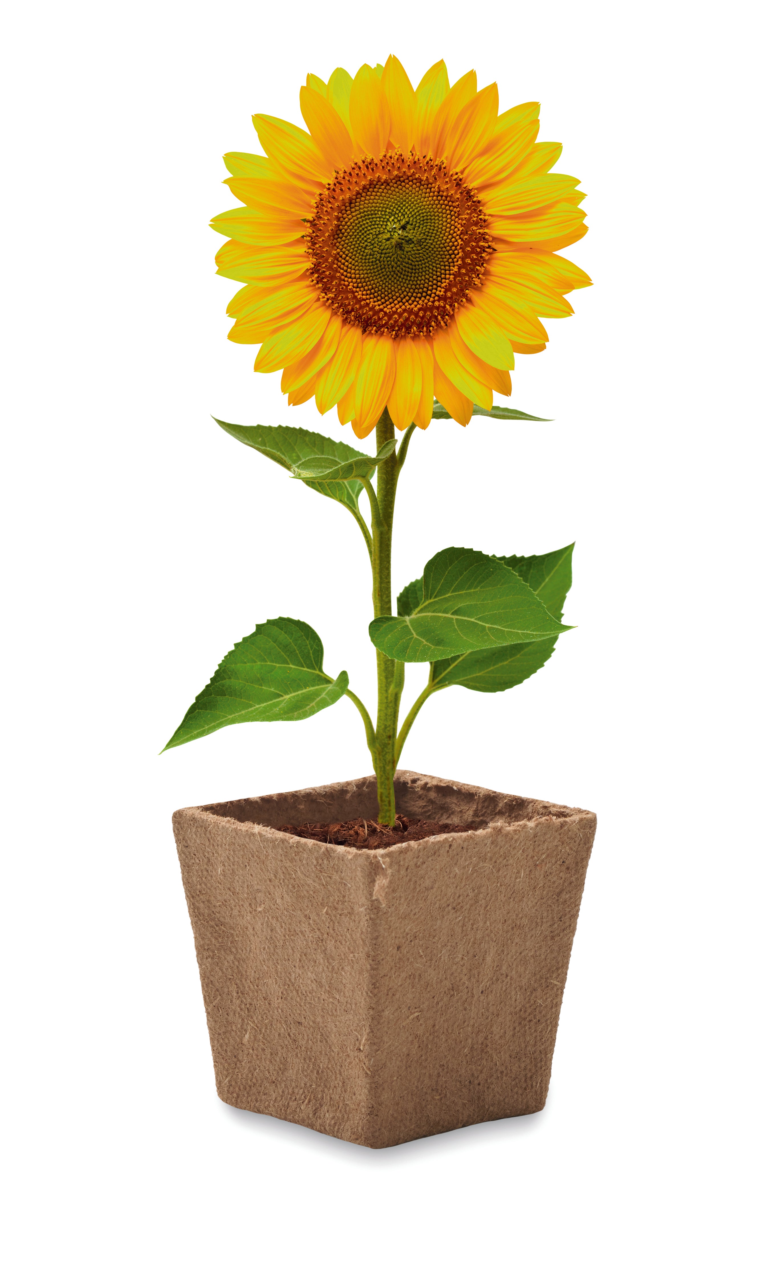 SUNFLOWER KIT