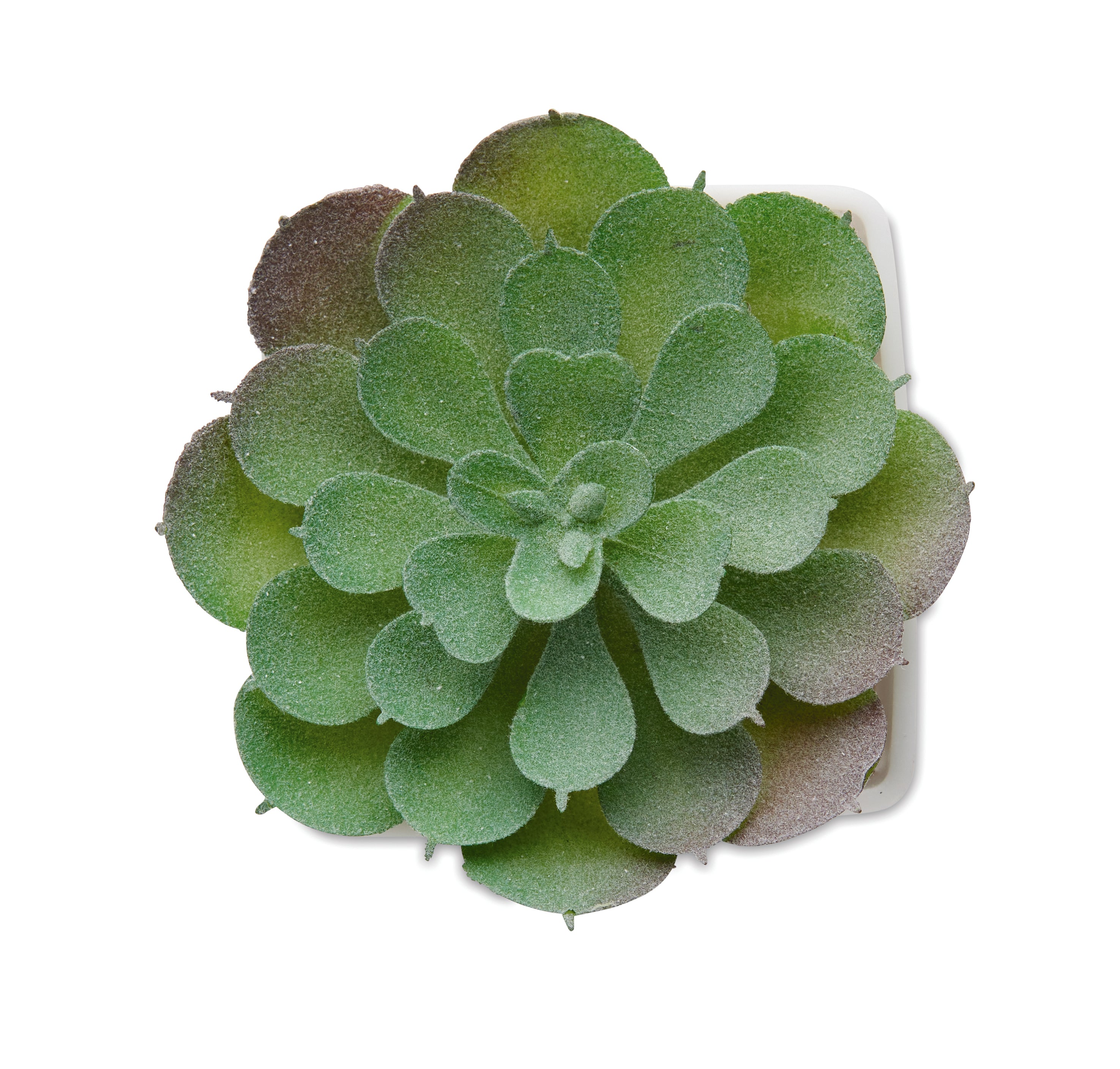 ARTIECHE Mini Artificial Plant Echeveria