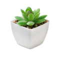 ARTIGRAP Mini Artificial Plant Desk Accessory