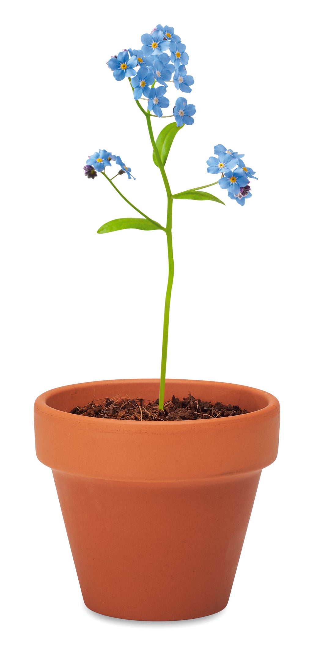 FORGET ME NOT