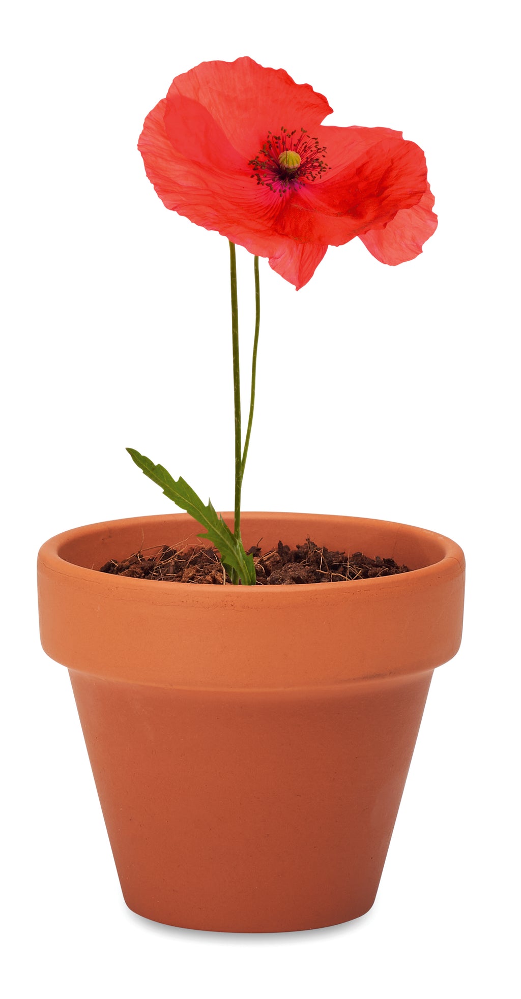 RED POPPY