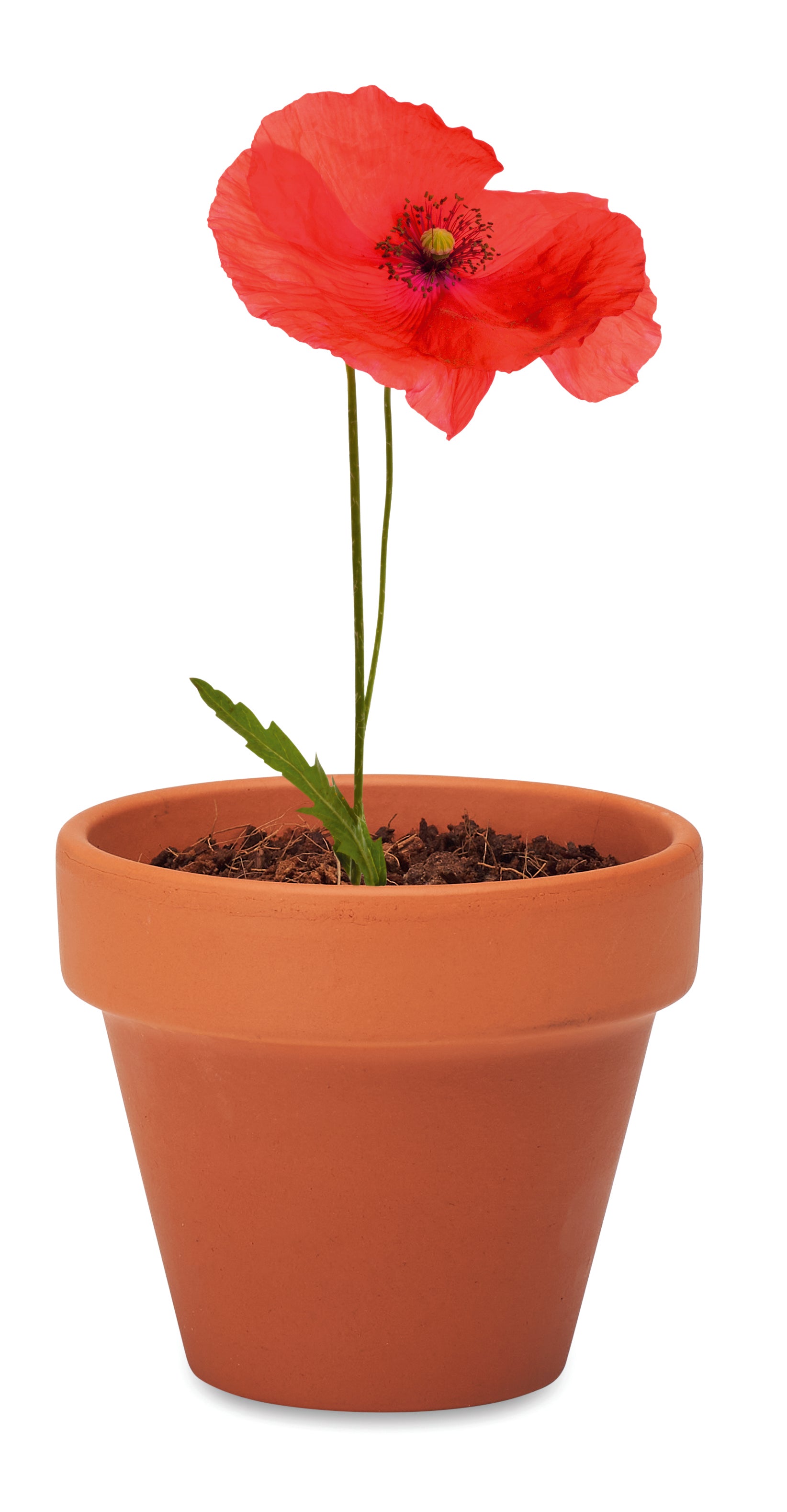 RED POPPY
