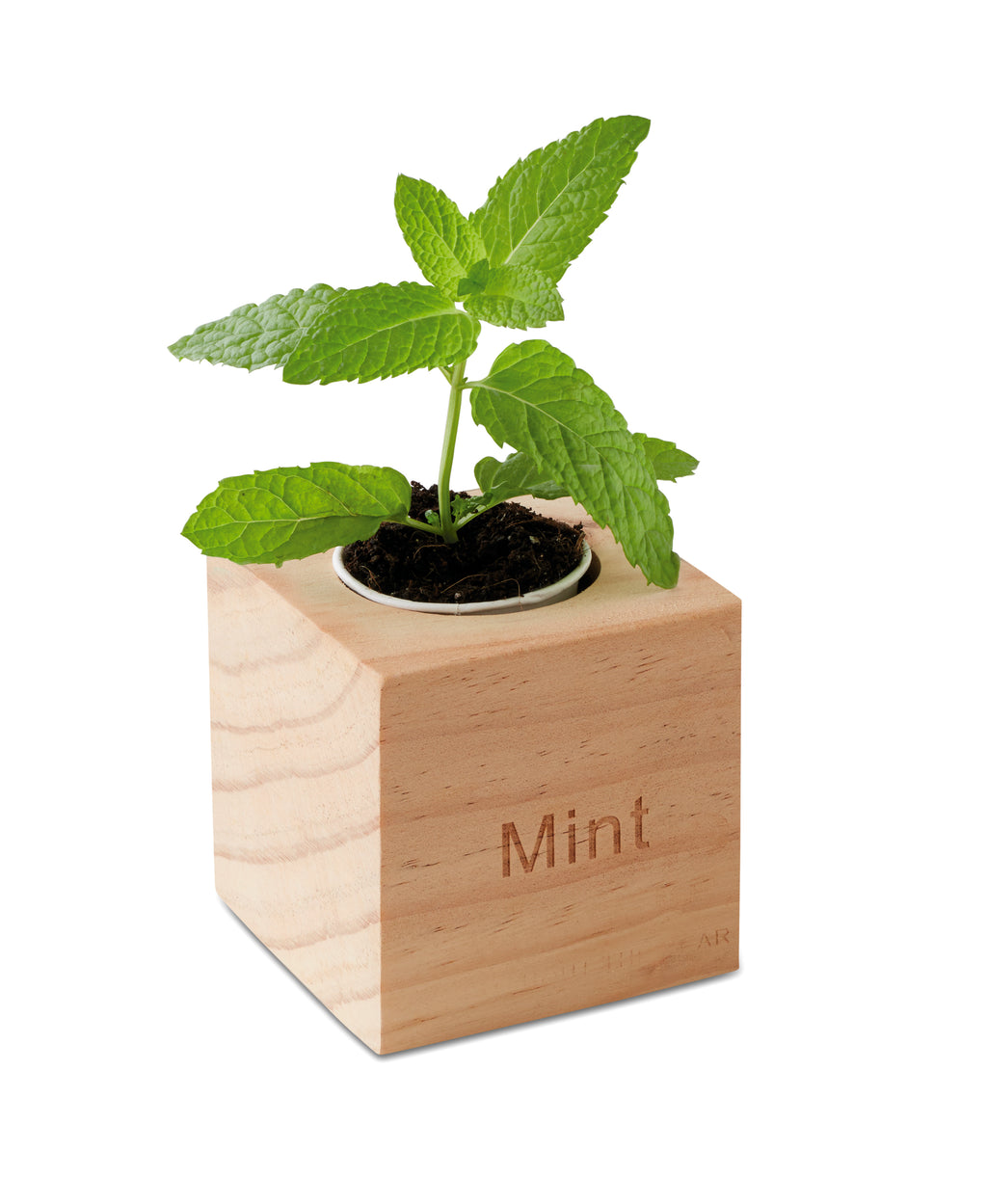 MENTA