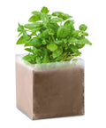 BASIL