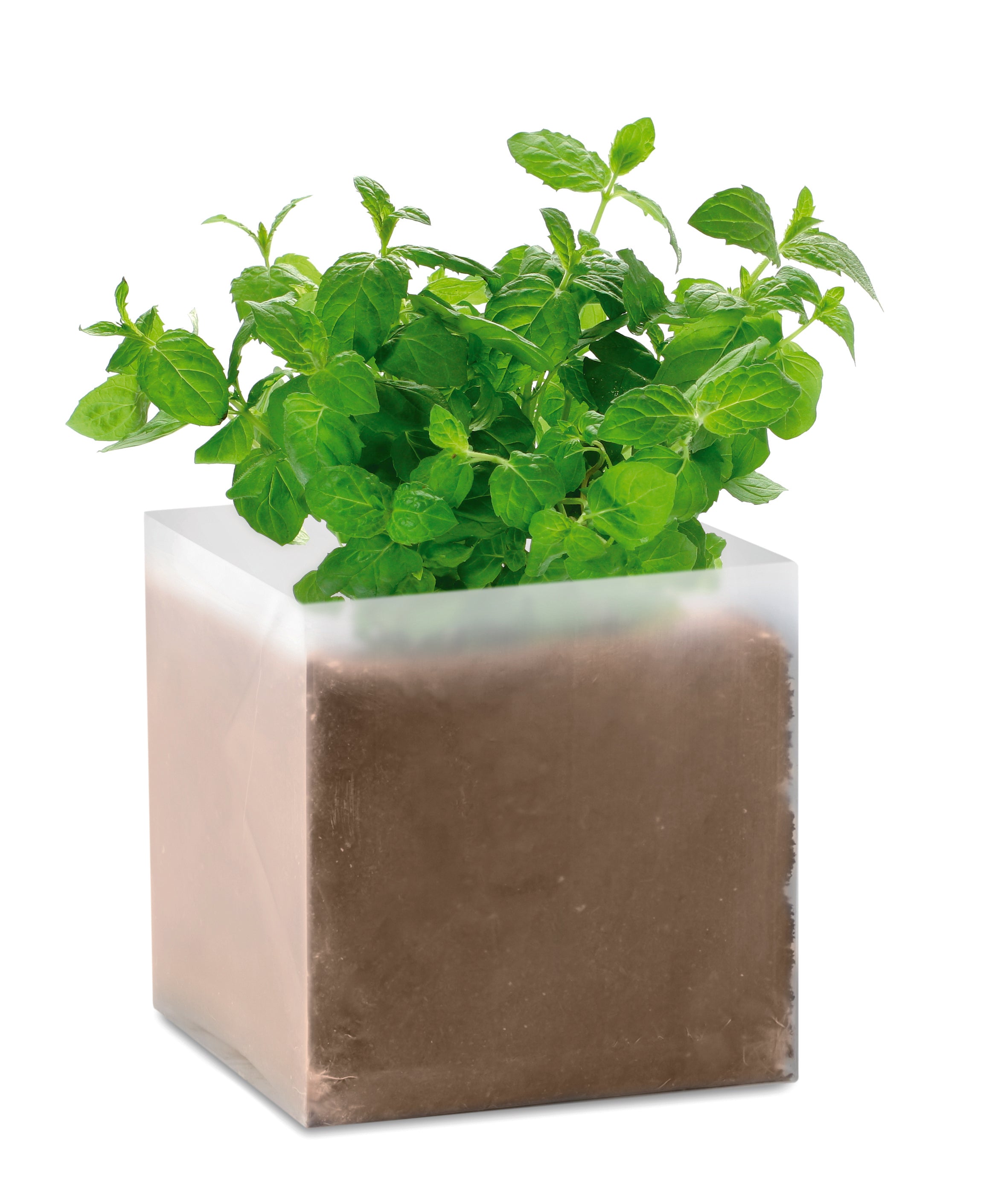 MINT